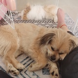 寒小痘