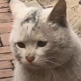 茶茶