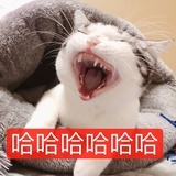 有猫的头