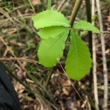 向禾
