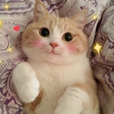 🌙。苏烟