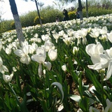 槐花