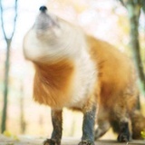 樛木心