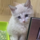 可惜我是双子座