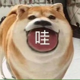 牛犊子