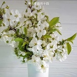 哦咯勒