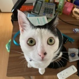 冲