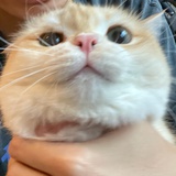 Mochi