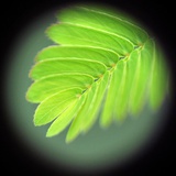 闲鱼