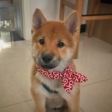 Arthur 郑积文