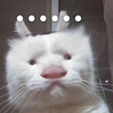 摩多摩多多