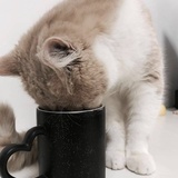 吃不到🐟的猫
