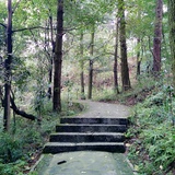 雏尾