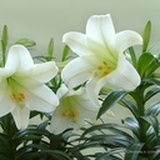 百合201809