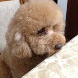 小狮子阿立Ｃ