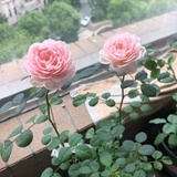 💮