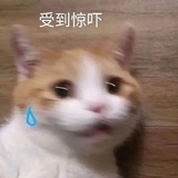 生煎还有冷面呀