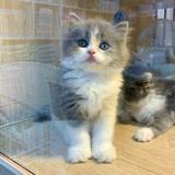 kiki