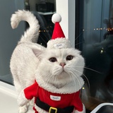 jolly baby