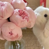 装乖