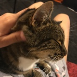 小草