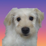 也
