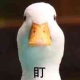 苗苗苗喵