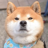 柴