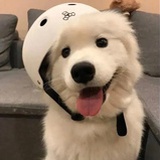 发财村头旺财