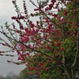 悠然见南山