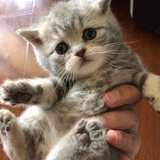 小甜饼