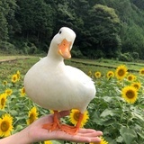 青鸾杳