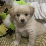 向日葵长在天上