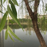 百年孤寂