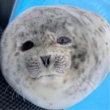豹豹