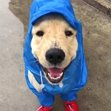 风雨中的狗子
