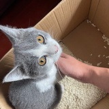 咸蛋黄