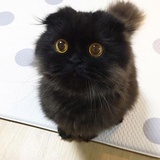 萌萌的黑猫