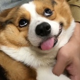 素履之往