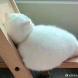 ♬雅雅