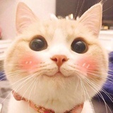 布儿不儿