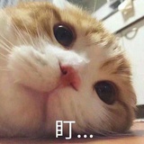 塑料袋里的咩