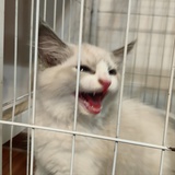 四只猫