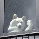 我是蓝绿