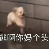 快逃啊你妈个头
