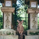 赵队