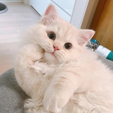 烛婺