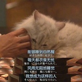日食