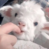 阿咩