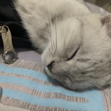 粥粥